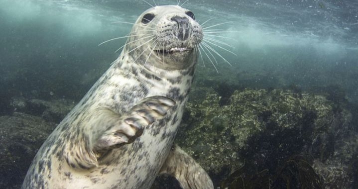 Любопитен тюлен опита да свие апарата на водолаз (УНИКАЛНИ СНИМКИ)
