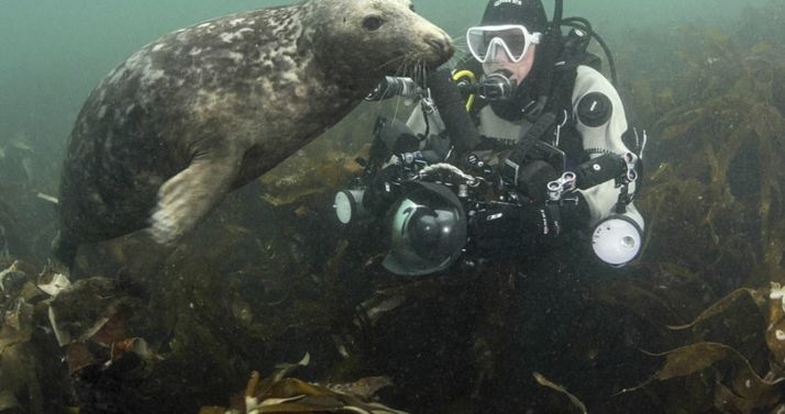 Любопитен тюлен опита да свие апарата на водолаз (УНИКАЛНИ СНИМКИ)