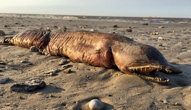 Неизвестно зъбато чудовище изхвърли на брега ураганът "Харви" (СНИМКИ)