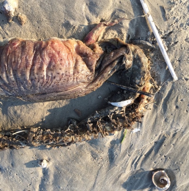 Неизвестно зъбато чудовище изхвърли на брега ураганът "Харви" (СНИМКИ)