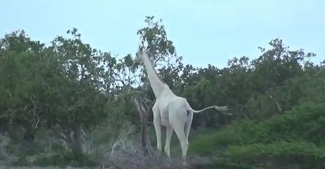 За първи път! Заснеха уникални жирафи в Кения (СНИМКИ/ВИДЕО)