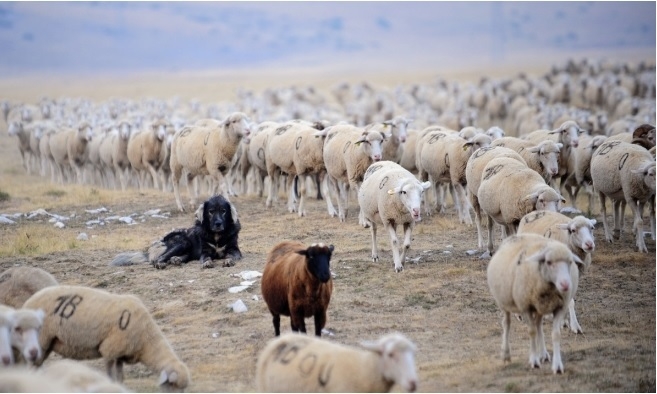 Холандка поиска да се снима с македонски овце, овчарят я изнасили и обра