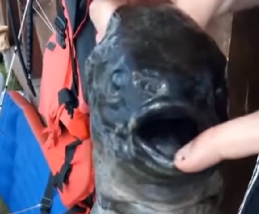 Рибар улови чудовище с две усти, смята, че е от друга планета (ВИДЕО)