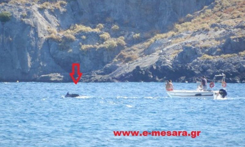 Спасиха бебе-кит до бреговете на Крит 