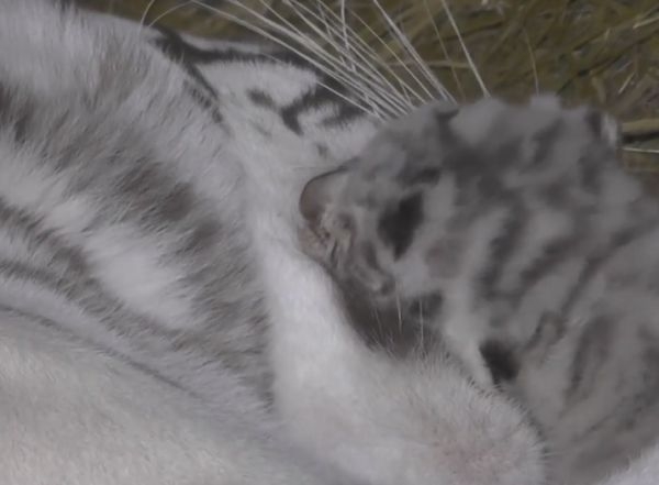 Бялата бенгалска тигрица Тигрюля разчувства всички с това сладко ВИДЕО