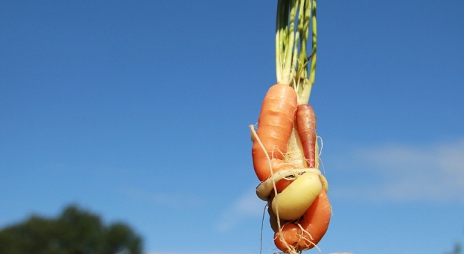 Американски градинар отгледа най-тежкия морков, зеленчукът тежи цели...