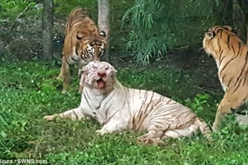 Рядък бял тигър убит от група бенгалски в зоопарк (ВИДЕО 18+)