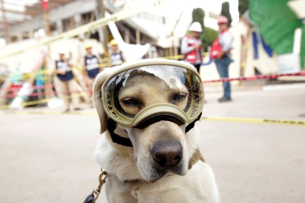 Невероятната история на кучето Фрида, което се превърна в герой, след земетресенията в Мексико 
