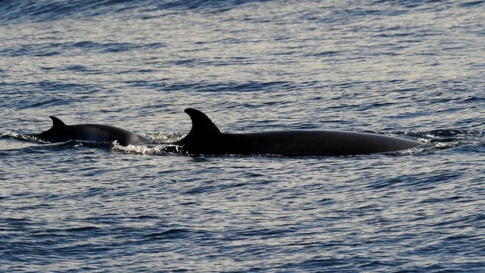 В Япония убиха 177 кита поради научен интерес