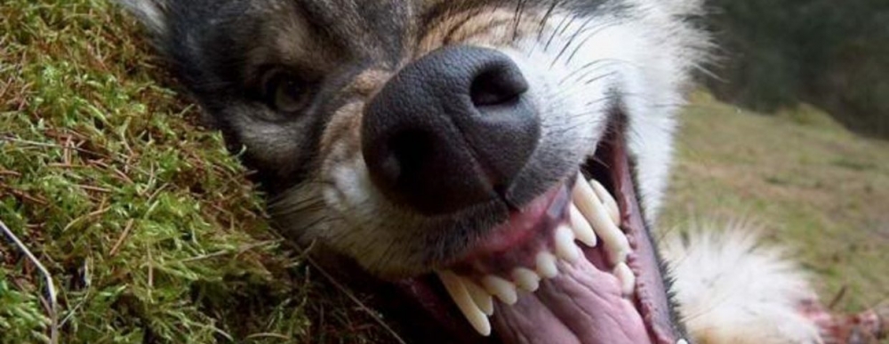 Вълци разкъсаха туристка в Гърция, още не могат да съберат частите от трупа ѝ 