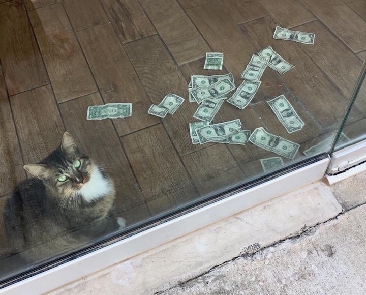 Котка - филантроп "граби" парите на случайни минувачи (СНИМКИ)