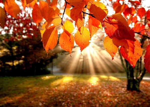 9 прекрасни есенни цитата, с които да отпразнуваме сезона (СНИМКИ)