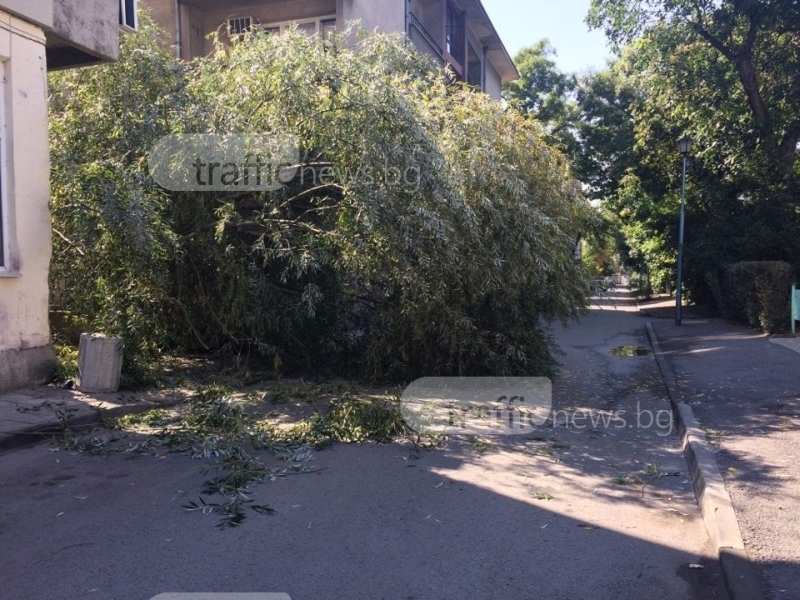 Инцидент в Пловдив: Дърво падна върху млада жена