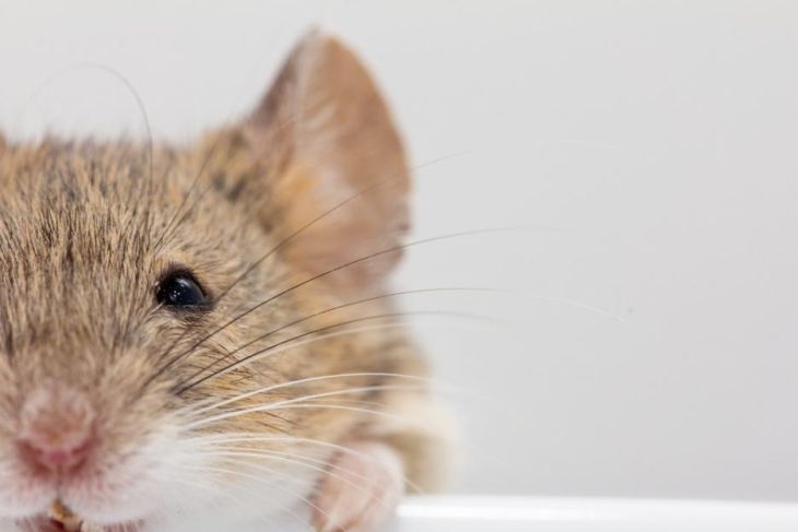 Пробив: Учени унищожиха почти 100% К-19 от дробовете на мишки