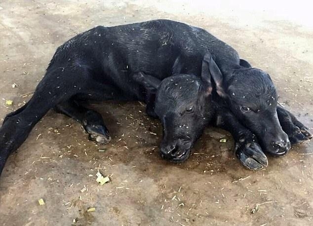 Чудо или проклятие? Пакистански фермер се грижи за двуглаво теленце (СНИМКИ/ВИДЕО)