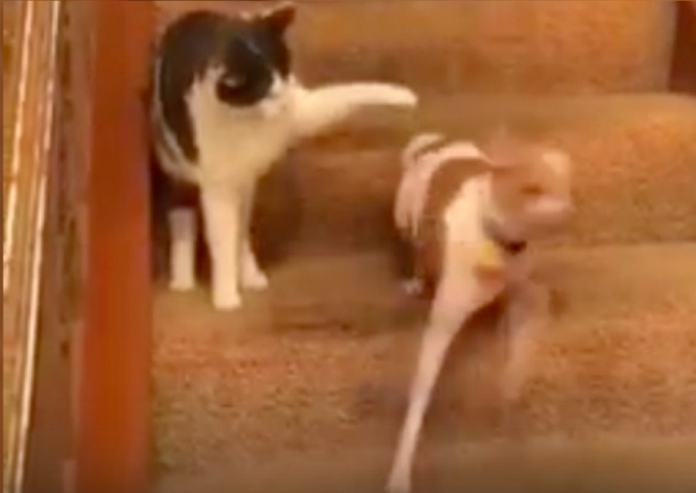 Строга котка шибна една лапа на палаво куче и то съвсем пощръкля (ЗРЕЛИЩНО ВИДЕО) 