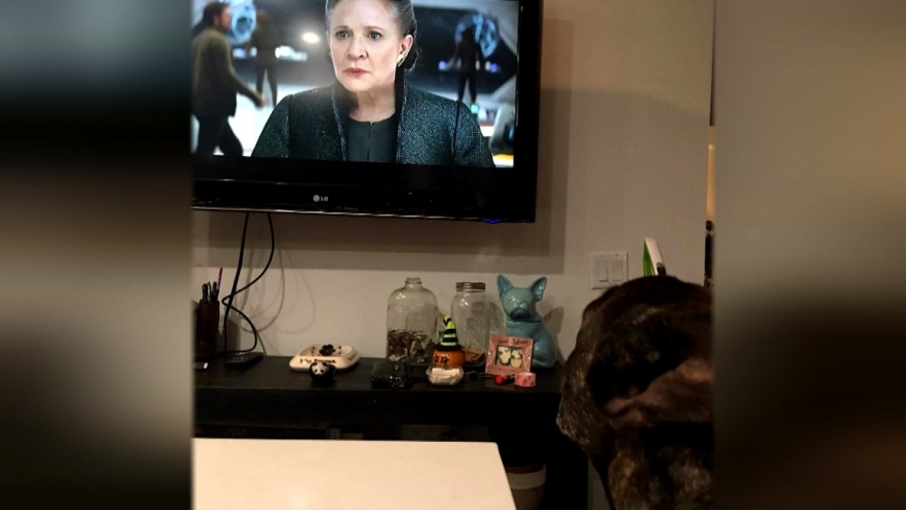Кучето на покойната Кари Фишър, гледащо новия трейлър на киносагата, трогна мрежата (СНИМКИ)