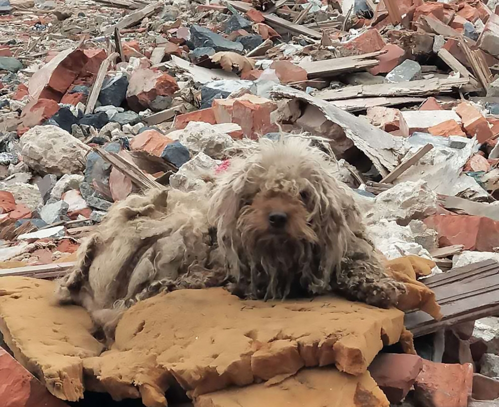 Сърцераздирателни СНИМКИ: Изоставени от стопаните си кучета продължават да пазят останките от съборените им къщи