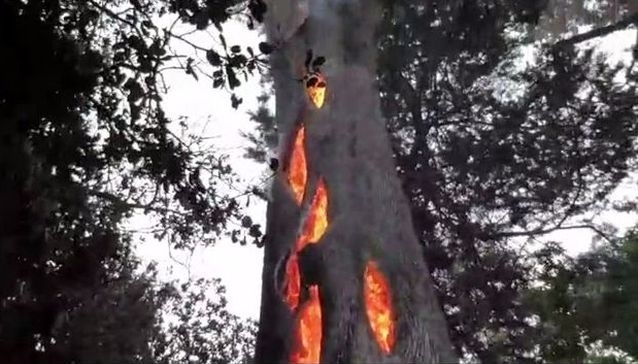 Мъж откри дървото на ада (ВИДЕО)