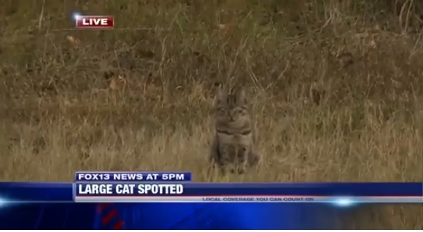 Котка си направи гавра в пряк ефир с репортер, съобщаващ за избягала пума (ВИДЕО)