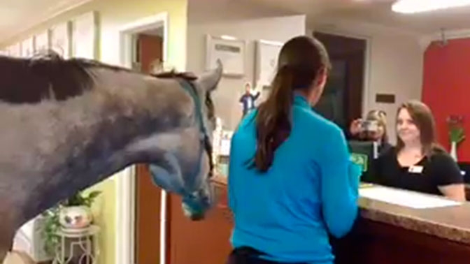 Жена се засели в хотел с … кобилата си (ВИДЕО)