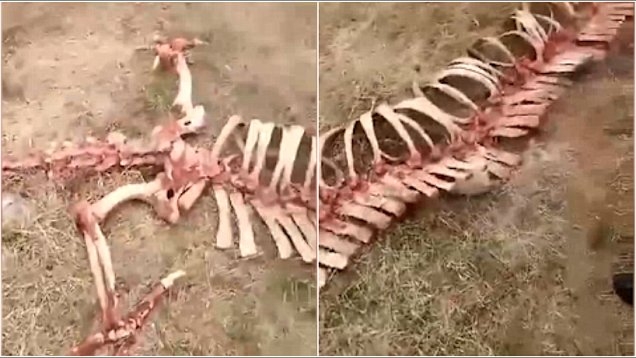 Какво е това същество?! В Китай откриха загадъчен скелет (СНИМКИ/ВИДЕО)