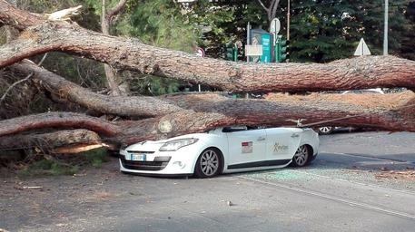 Огромно дърво падна върху минаващи коли в Рим (СНИМКА)