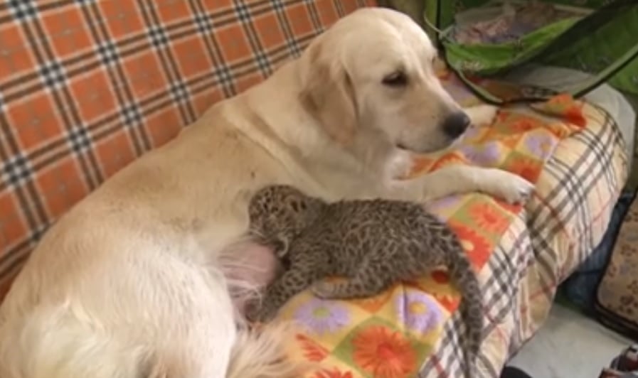Трогателно! Куче се грижи за малко леопардче в Русия (ВИДЕО)