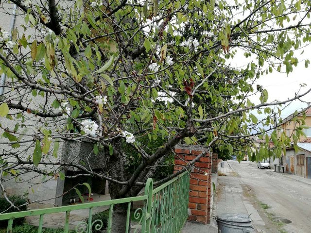 В пловдивско село се стягат за люта зима заради тази аномалия (СНИМКА)