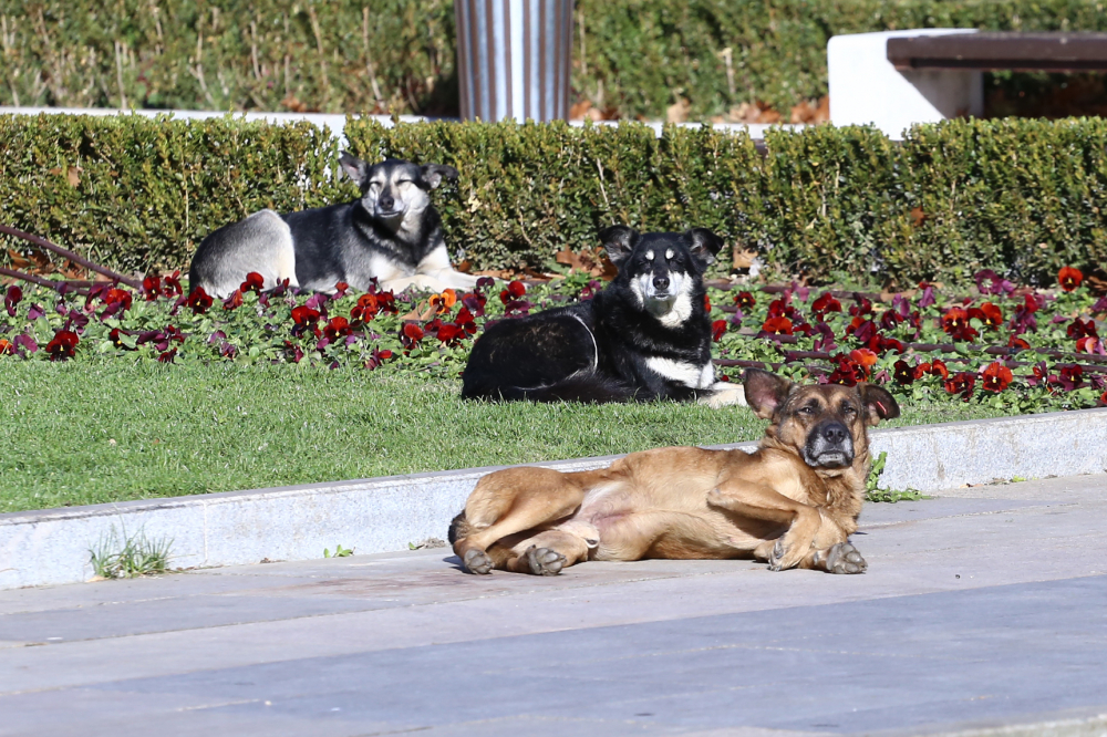 Из софийските улици бродят хиляди бездомни кучета, но броят им намалява