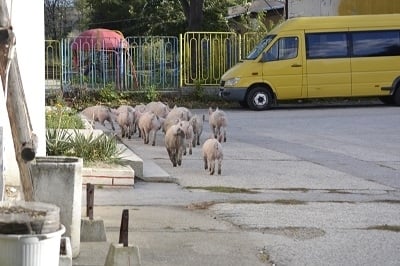 Много странна гледка в Козлодуй (СНИМКИ)