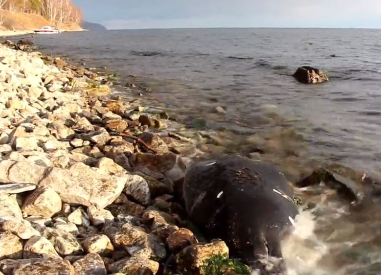 Масова смърт в езерото Байкал (ВИДЕО)
