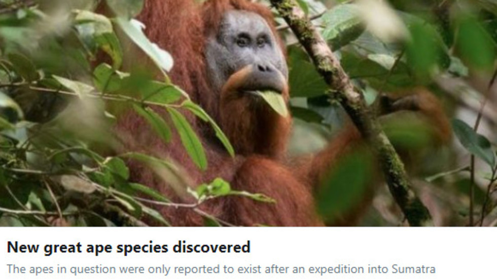 Откриха нов вид орангутани