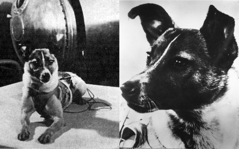 Истината за кучето Лайка, което полетя в Космоса преди 60 години! За смъртта му са лъгали половин столетие