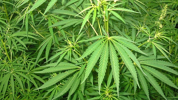 Полша легализира марихуаната за медицински цели  