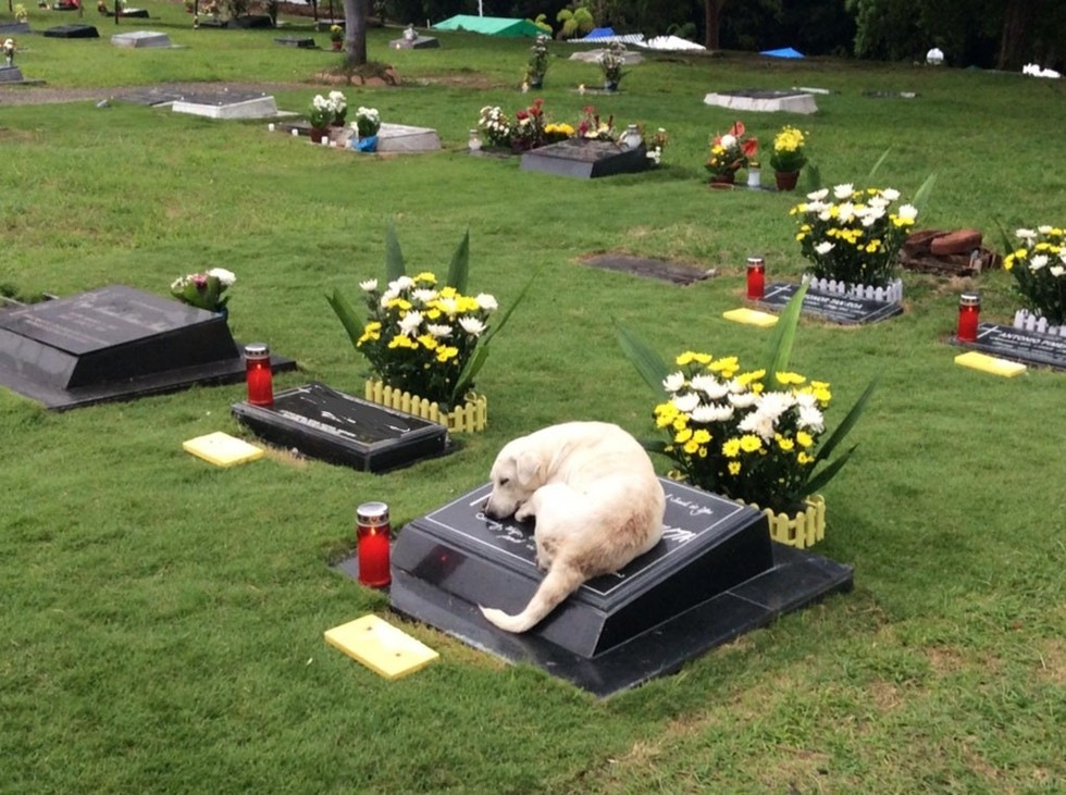 СНИМКА на тъжно куче, лежащо на гроб, разплака интернет 