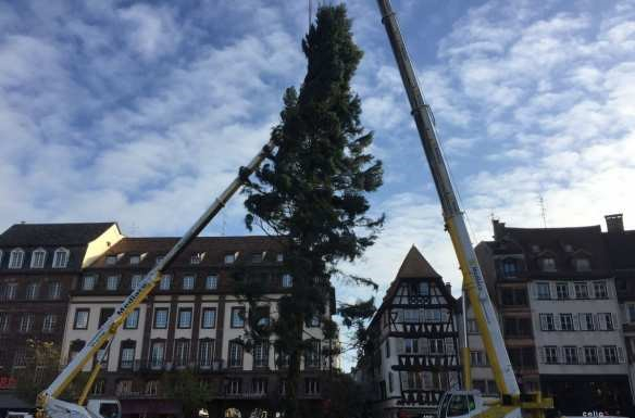 Поличба?! Коледната елха в Страсбург се счупи сама за втори път (СНИМКИ/ВИДЕО)