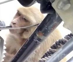 Индийски търговци вдигнаха ръце от маймуна, пристрастена към бензина (ВИДЕО)