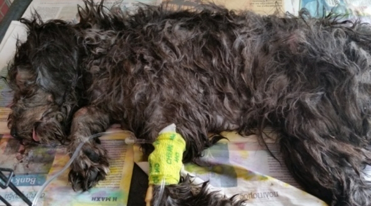 Върховният съд на Кипър оправда българин за жестоко убийство на куче