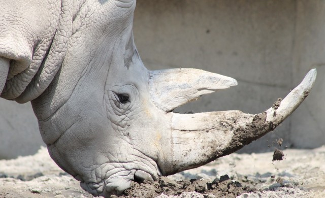 Умиращият гигант Судан: последният бял носорог в света (СНИМКИ)
