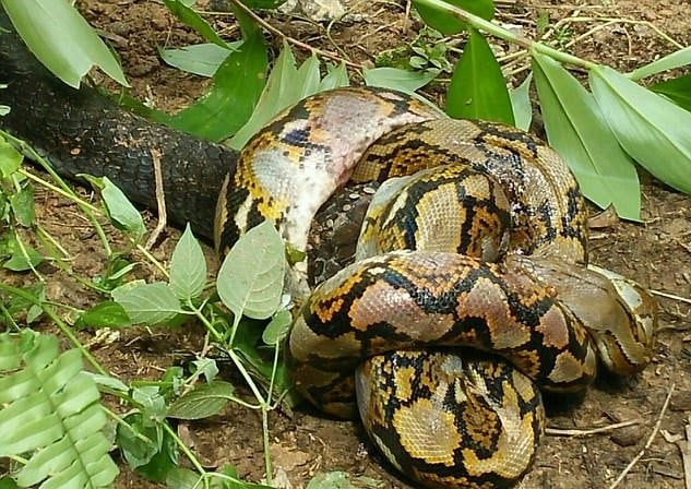 Шокиращ момент! 6-метрова кобра смачква друга змия до смърт (СНИМКИ/ВИДЕО)