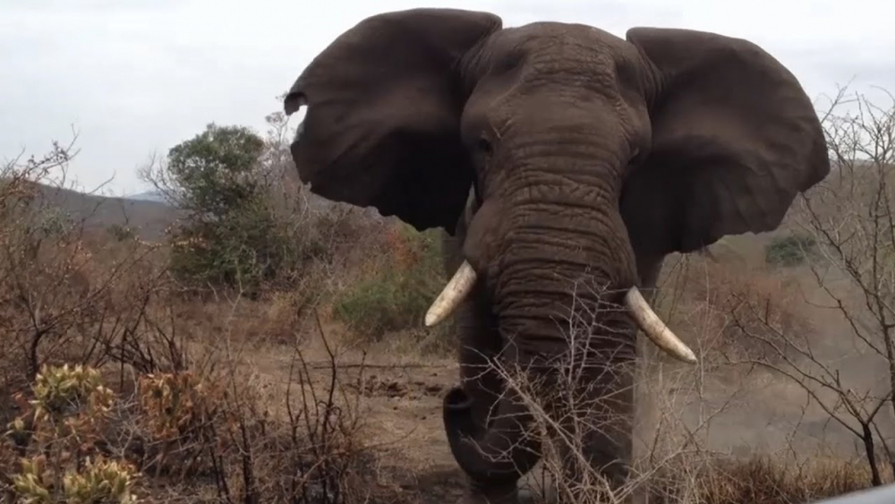 Разярен слон уби двама туристи в Замбия