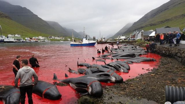 Масовото клане на стотици делфини в Европа шокира мрежата (СНИМКИ 18+)