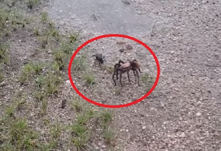 Свирепа схватка: Тарантулов ястреб ужили паяк и го уби на място (ВИДЕО)