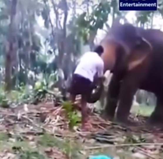 Слон прати в нокаут тинейджър, който се опита да се покатери по хобота му (ВИДЕО)