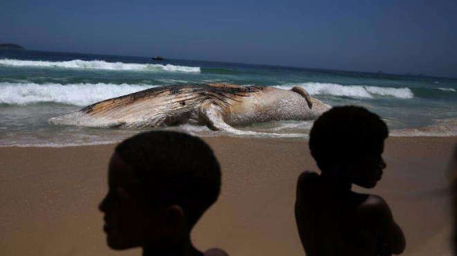 Трупът на 30-тонно чудовище стресна посетителите на известен плаж (ВИДЕО)