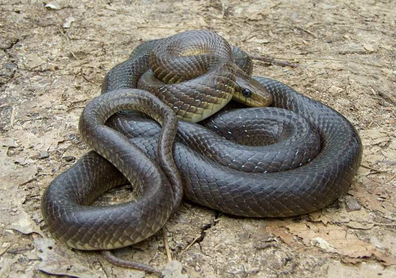 Ад в Бургаско: Змии над 1 метър плъзнаха след потопа