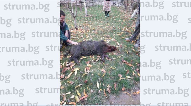 В двора на 79-годишната баба Ана влезе 100-килограмов звяр, но селският кмет се притече на помощ и го уби с два куршума (СНИМКИ)