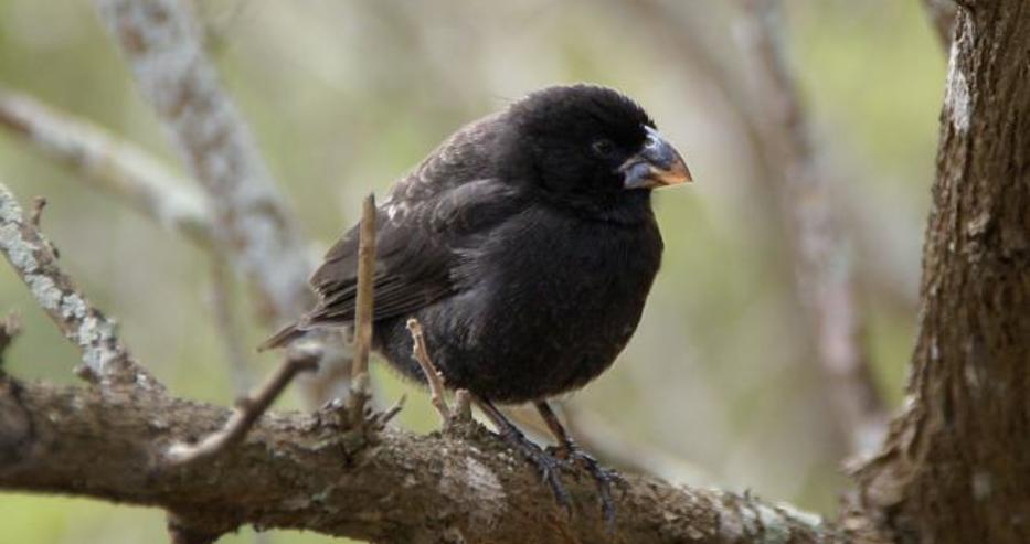 Учени откриха птици, които еволюират в нов вид