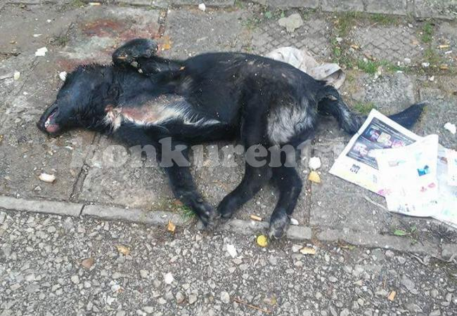 Зверски убито куче във Враца разбуни социалните мрежи (БРУТАЛНИ СНИМКИ 18+)